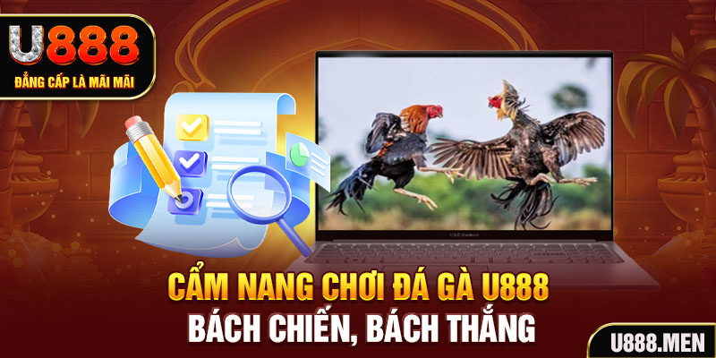 Cẩm nang chơi đá gà U888 bách chiến, bách thắng
